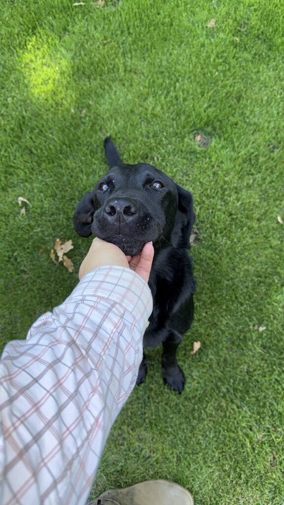 "Pet-friendly dog walker in Bessacarr, Doncaster, offering regular walks and outdoor fun for dogs