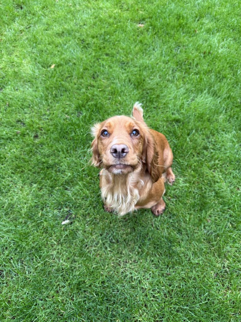 Experienced dog walker in Bessacarr helping a dog enjoy a sunny walk in the park