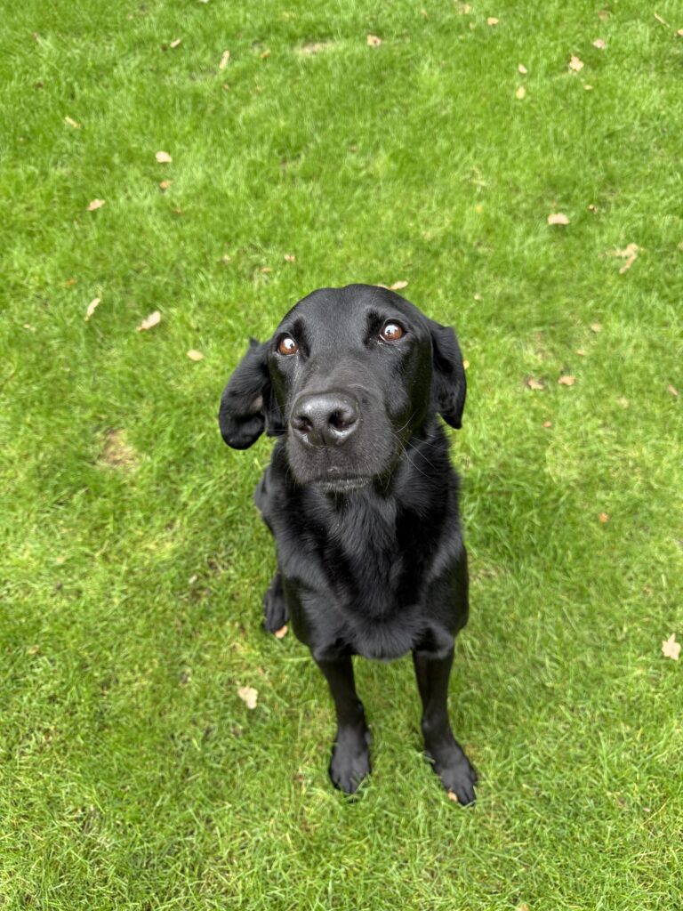 Friendly dog walker taking a happy dog for a stroll in Bessacarr, Doncaste