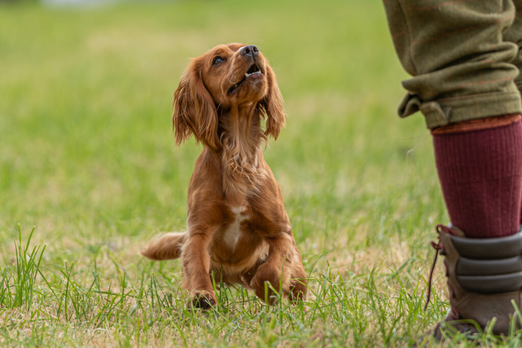 Happy dog on a lead enjoying a walk with a professional dog walker in the Bessacarr area