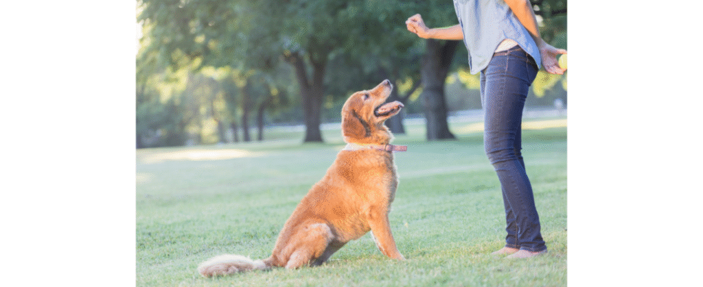 dog training doncaster