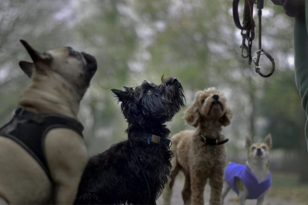 A group of dogs being walked in Bessacarr Doncaster