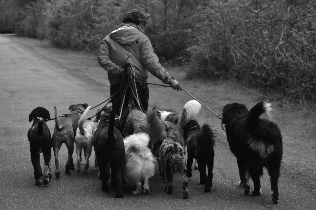 A group dog walk in bessacarr Doncaster