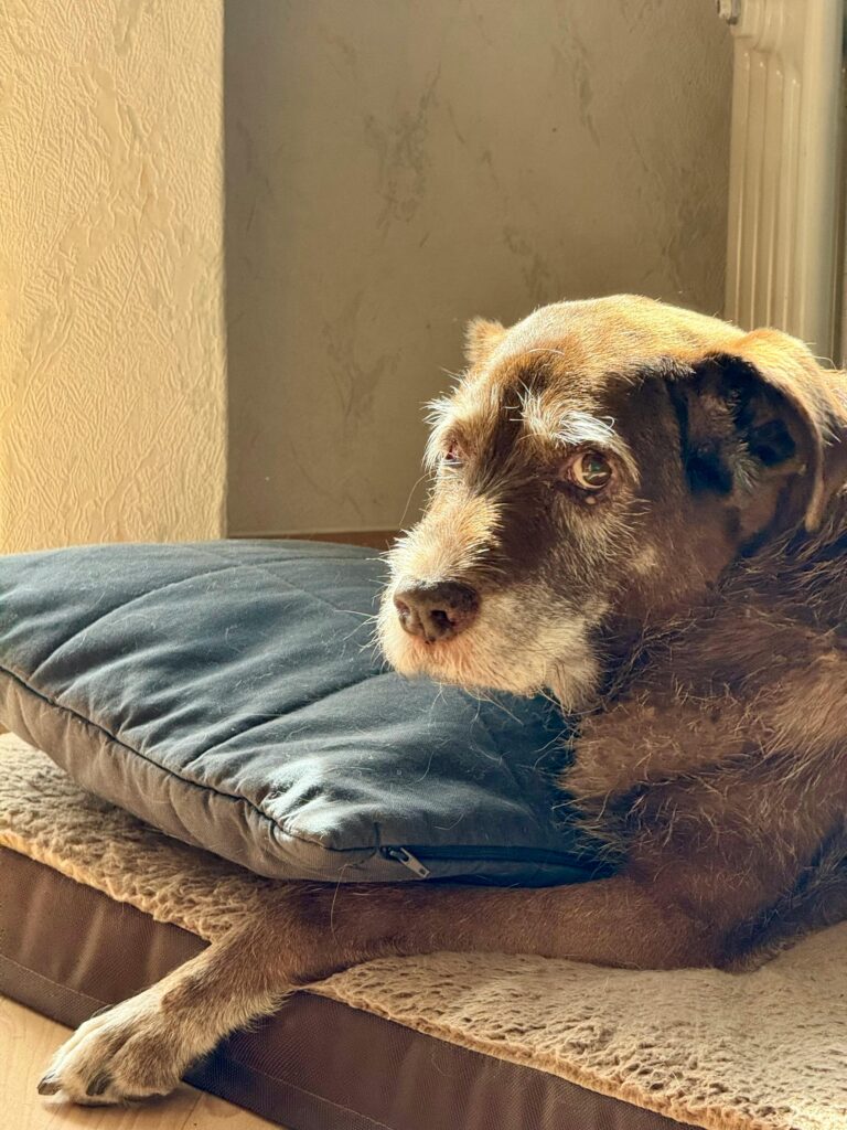 Elderly Dog on a drop in visit in Bessacarr Doncaster