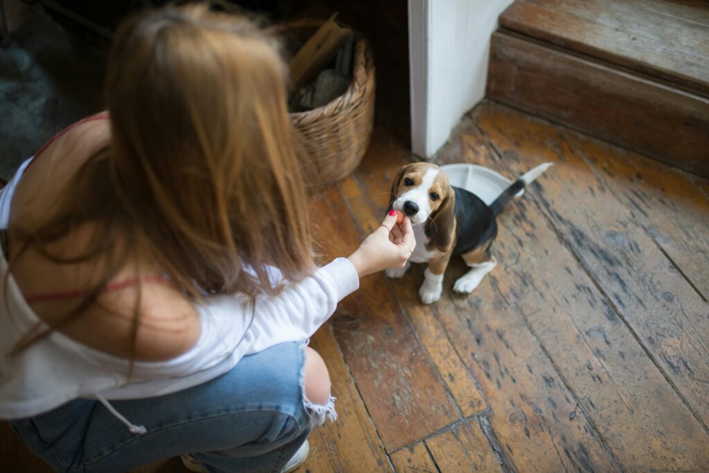 A puppy home visit in bessacarr doncaster
