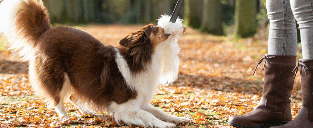 dog training methods
