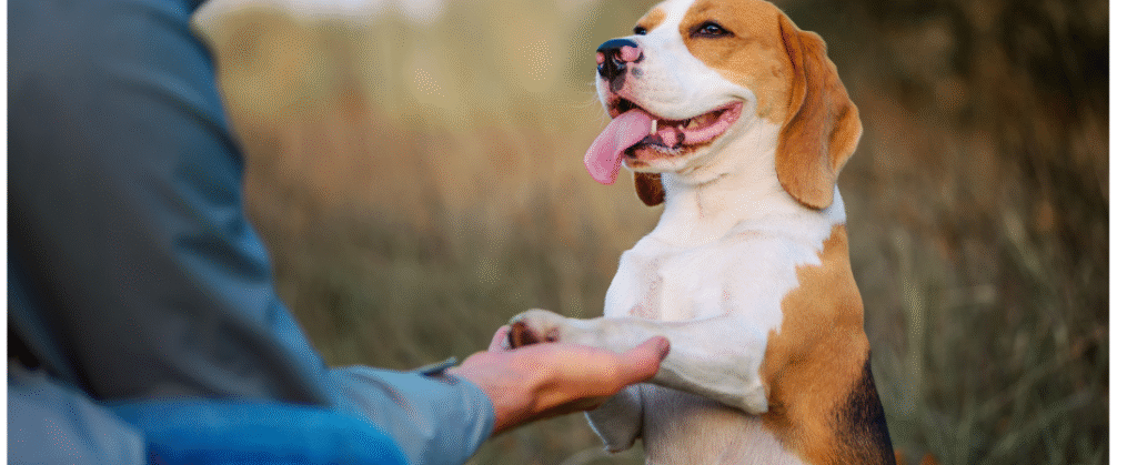 puppy socialisation training